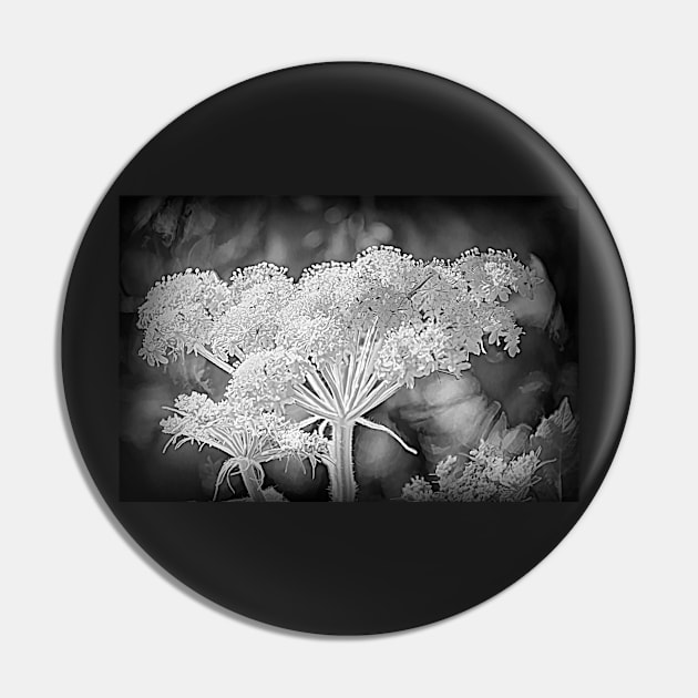 Cow Parsnip Infrared by Debra Martz Pin by Debra Martz