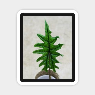 Alocasia jacklyn Magnet