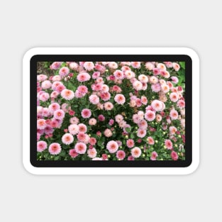 Beautiful pink flower field Magnet