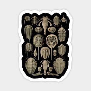 Ernst Haeckel Aspidonia Magnet