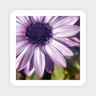 purple flower Magnet