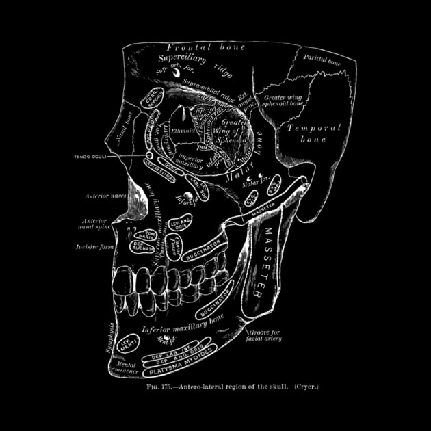Anatomy Art Region Skull by Feliz ZombiePunk