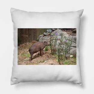 Babirusa Pillow