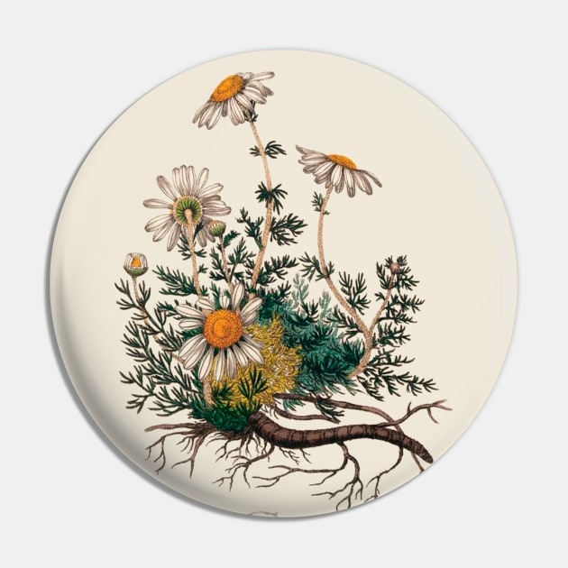 Camomile Antique Botanical Illustration Pin by Antiquated Art