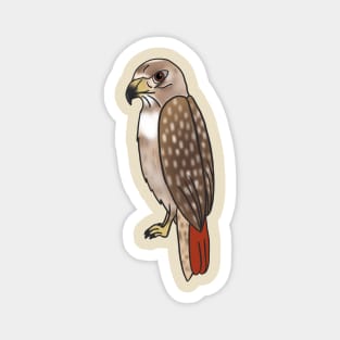 Red Tailed Hawk - Cartoon Magnet