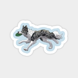 Running Blue Merle Border Collie with Frisbee Magnet