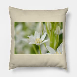 Ornithogalum magnum  Star of Bethlehem  Giant Starflower Pillow