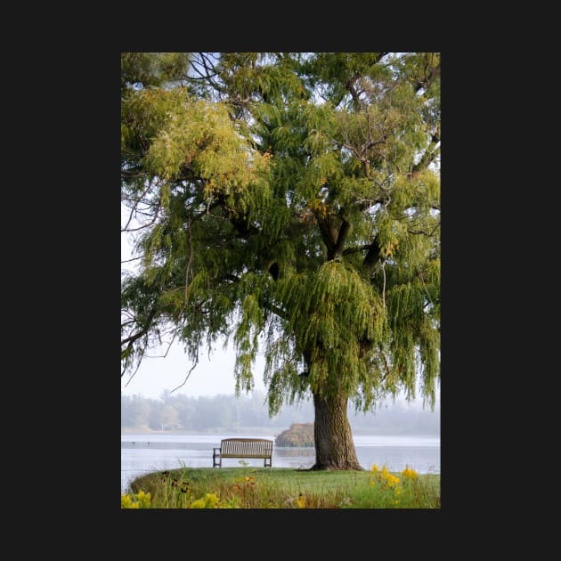 Park bench under the willow by iyd39