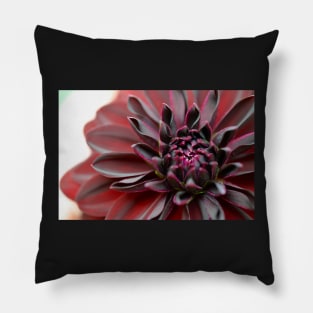 dahlia macro Pillow