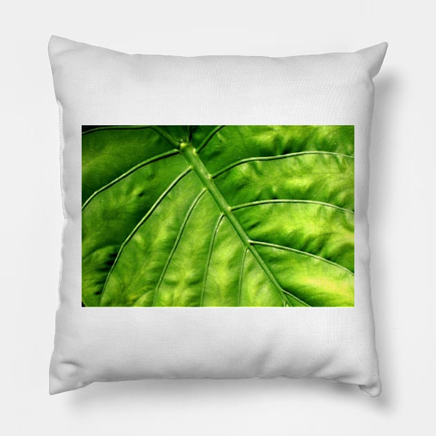 Nature's solar panel Pillow by thadz