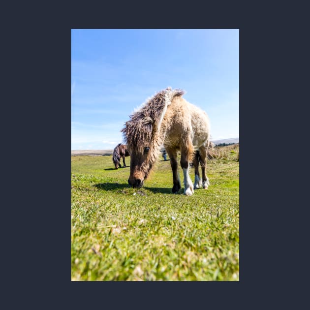 Dartmoor Pony by tommysphotos