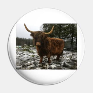 Scottish Highland Cattle Cow 2166 Pin