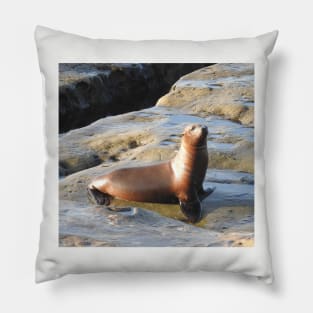 Young California Sea Lion, Marine Life, Wildlife, Nature Pillow