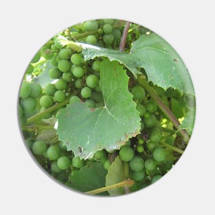 Green Grapes Pin