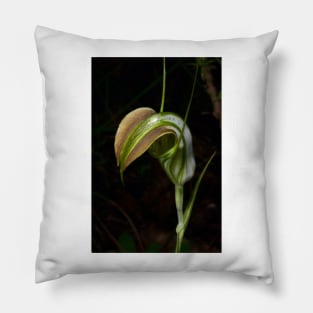 Early Cobra Orchid Pillow