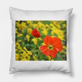 Iceland Poppies Pillow