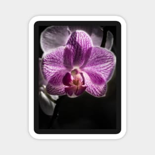 Purple Orchid Magnet