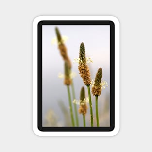 Wild Flower by Avril Thomas - photography Magnet