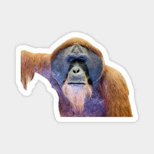 Orangutans / Swiss Artwork Photography Magnet