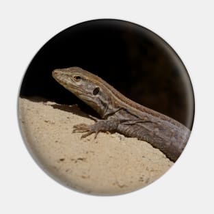 Gallotia Galloti (Female Tenerife Lizard) Pin