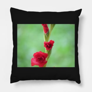 Blooming Gladiolus Pillow