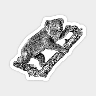 Koala Illustration Magnet