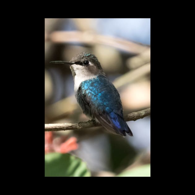 Bee Hummingbird by opticpixil