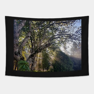 Forest Sunshine Tapestry