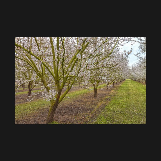 Almond Blossoms by jvnimages