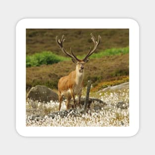 stag in cotton grass peak district Magnet