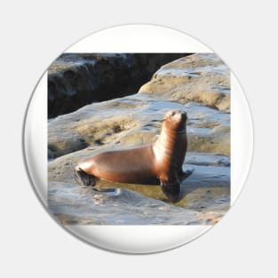 Young California Sea Lion, Marine Life, Wildlife, Nature Pin