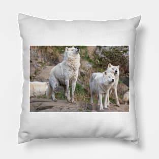 Some Arctic Wolves at play Pillow