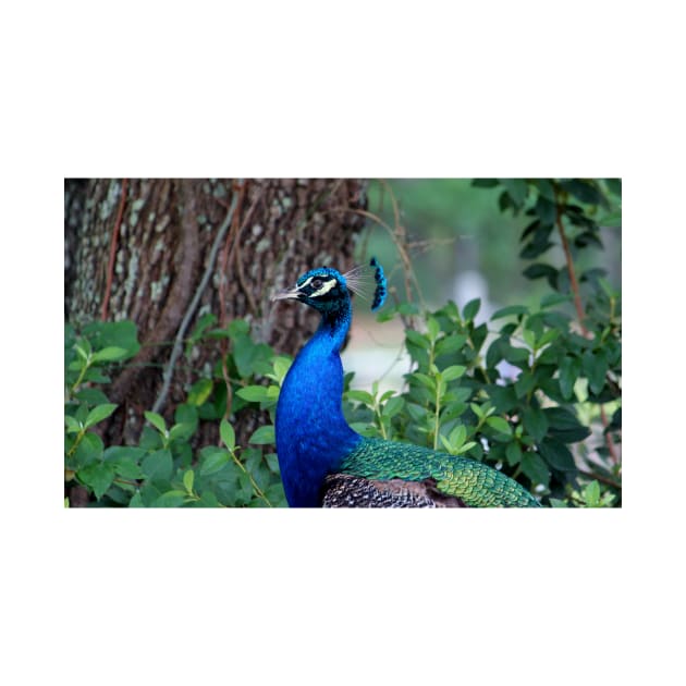 Peacock Profile by Cynthia48