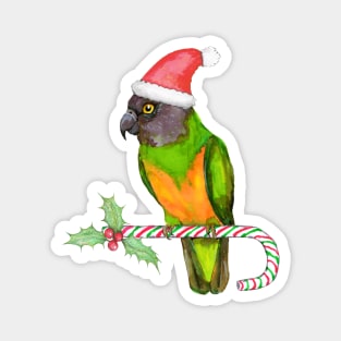 Senegal parrot Christmas style Magnet