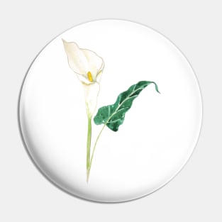 one white calla lily watercolor Pin