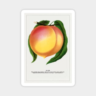 Globe Peach Lithograph (1900) Magnet