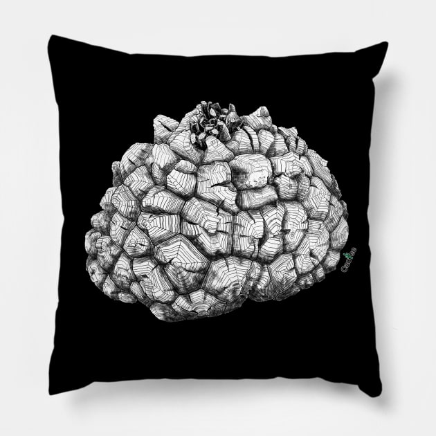 Dioscorea Elephantipes Caudex Pillow by Cactee