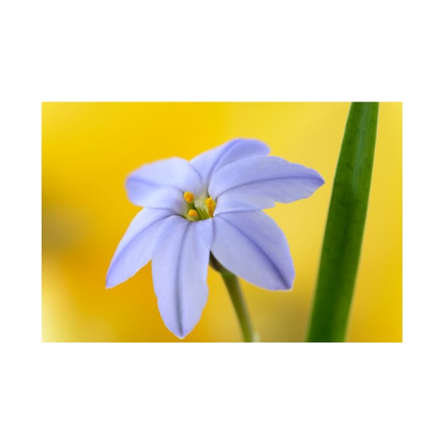 Ipheion  &#39;Rolf Fiedler&#39;  AGM  Spring starflower by chrisburrows