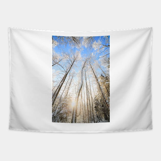 Winter forest Tapestry by Juhku