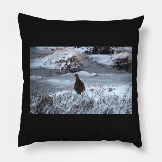 Red grouse in winter Pillow by orcadia