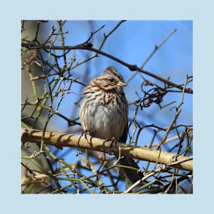 Wild birds, sparrow, wildlife gifts T-Shirt