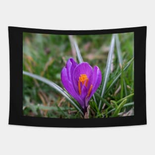 Purple and Orange Flower in Grass 2 Tapestry