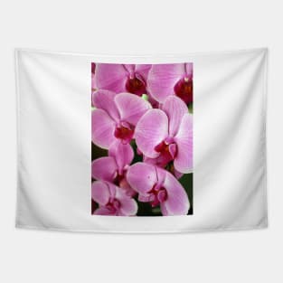 Pink Orchid Tapestry