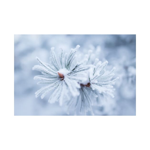 Hoarfrost on tree needles by Juhku