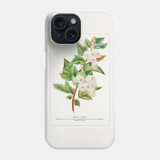 Spirea Aurea Flowers lithograph (1900) Phone Case