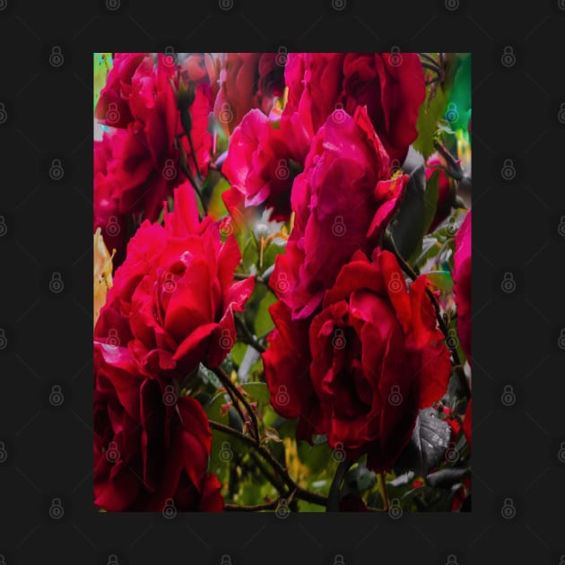 Red roses - Flowers by Marcel1966