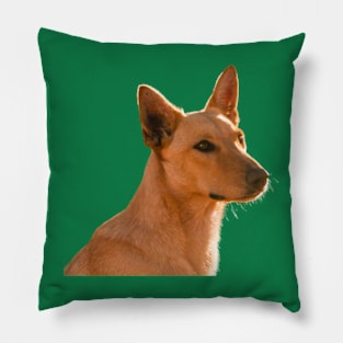 The Dingo Pillow