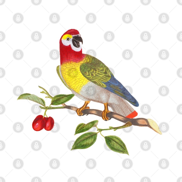 Parrot Bird Colorful Wildlife Illustration by Biophilia