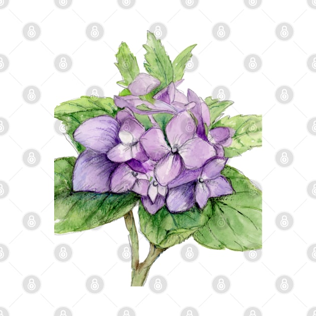 Purple Hydrangea by racheldwilliams