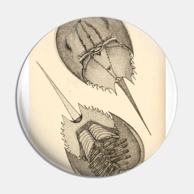 Horseshoe Crab Pin by bluespecsstudio